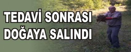 TEDAV SONRASI DOAYA SALINDI