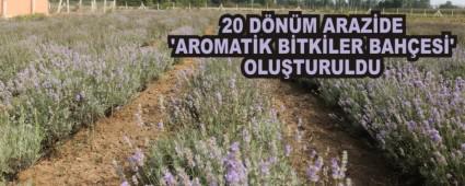 20 DNM ARAZDE AROMATK BTKLER BAHES' OLUTURULDU