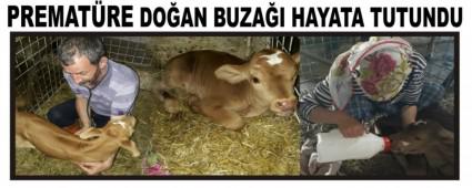 PREMATRE DOAN BUZAI HAYATA TUTUNDU