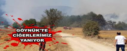 GYNK'TE CERLERMZ YANIYOR