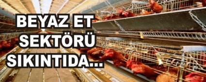 BEYAZ ET SEKTR SIKINTIDA