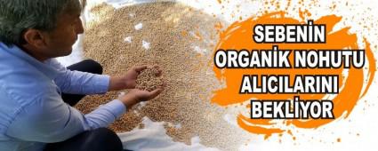 Sebenin organik nohutu alclarn bekliyor