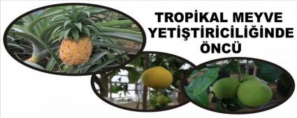 TROPKAL MEYVE YETTRCLNDE NC
