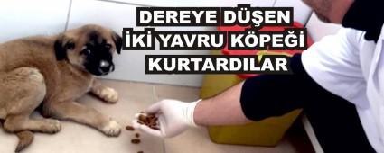 DEREYE DEN K YAVRU KPE KURTARDILAR