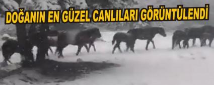 DOANIN EN GZEL CANLILARI GRNTLEND