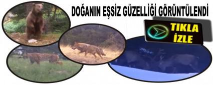 DOANIN ESZ GZELL GRNTLEND