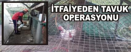 TFAYEDEN TAVUK OPERASYONU