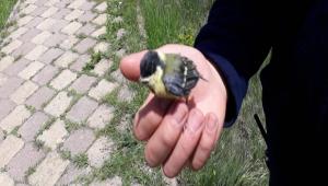 Yavru kularn imdadna itfaiye yetiti