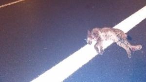 OTOYOLA FIRLAYINCA TELEF OLDU