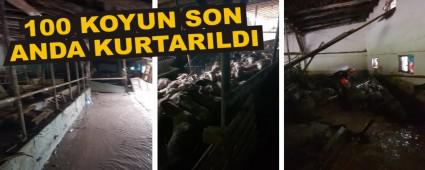 100 KOYUN SON ANDA KURTARILDI