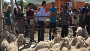 Canl Hayvan Pazar hizmete ald