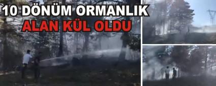 10 DNM ORMANLIK ALAN KL OLDU