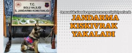 Ormanlk alanda uyuturucu yetitiriyorlard