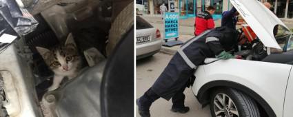 SEVML KEDNN YARDIMINA TFAYE KOTU