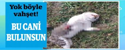 Yok byle vahet! BU CAN BULUNSUN