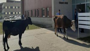 YAKINDA DERSE GRECEKLER