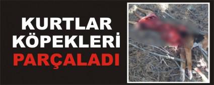 KURTLAR KPEKLER PARALADI