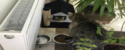 SOUKTAN ETKLENEN KEDLERE BOLU BELEDYES KAPILARINI ATI