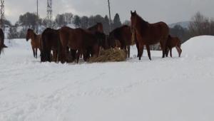 LK OCAKLARI YABAN HAYATINI UNUTMADI