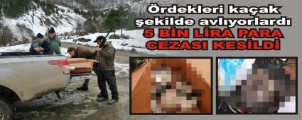 rdekleri kaak ekilde avlyorlard