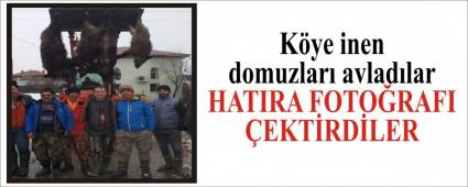 Kye inen domuzlar avladlar