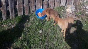 Yeniaa, sokak hayvanlarn unutmad