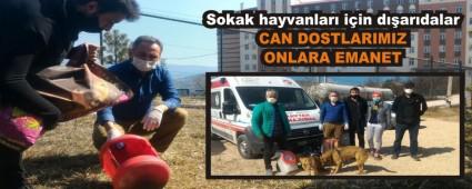 Sokak hayvanlar iin dardalar