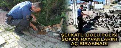 BOLU POLS SOKAK HAYVANLARINI BESLED
