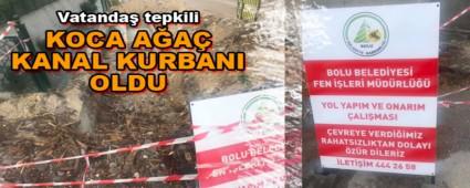 KOCA AA KANAL KURBANI OLDU