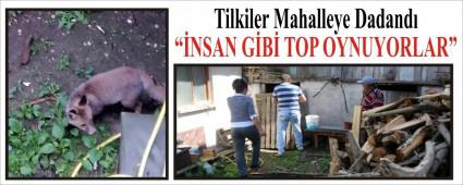 Tilkiler Mahalleye Dadand