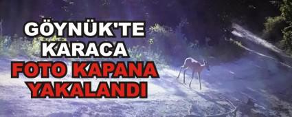 GYNK\'TE KARACA FOTO KAPANA YAKALANDI