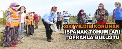200 YILDIR KORUNAN ISPANAK TOHUMLARI TOPRAKLA BULUTU