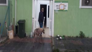 HASTA KPEK HAYVAN HASTANESNE BIRAKILDI