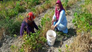 BAKLYAT KYNDE HASAT BALADI