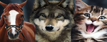 BOLU\'DA EN OK HANG HAYVAN SEVLYOR?