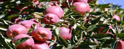 SEBEN ELMASININ HASADI BALADI