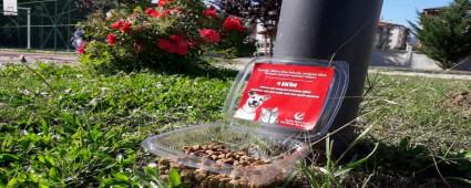 YENDEN REFAH PARTS\'NDEN SOKAK HAYVANLARINA MAMA DESTE