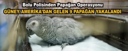 Bolu Polisinden Papaan Operasyonu