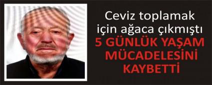 Ceviz toplamak iin aaca kmt