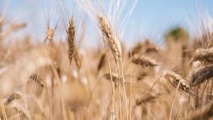 GIDA SSTEMNN GELECE MASAYA YATIRILDI