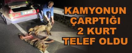 KAMYONUN ARPTII 2 KURT TELEF OLDU