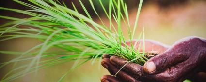 TEK ZM, SRDRLEBLR BR GIDA SSTEMݔ