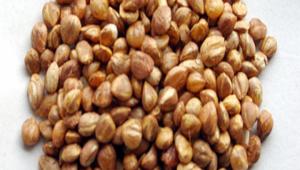 BOLU DA FINDII TESCLLEND