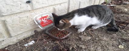 SOKAK HAYVANLARINI UNUTMADILAR