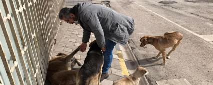 BOLU BELEDYES HAYVAN SEVERLERN TALEBNE KAYITSIZ KALMADI