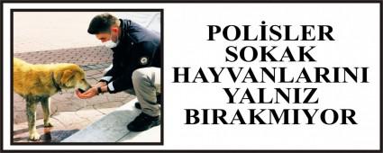 POLSLER SOKAK HAYVANLARINI YALNIZ BIRAKMIYOR
