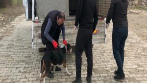 GYNK\'TE SOKAK HAYVANLARI AILANDI