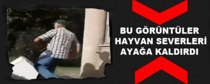 BU GRNTLER HAYVAN SEVERLER AYAA KALDIRDI
