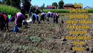 BOLU PATATESNDE HASAT DEVAM EDYOR