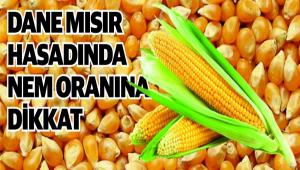 DANE MISIR BTKSNDE HASAT ZAMANI